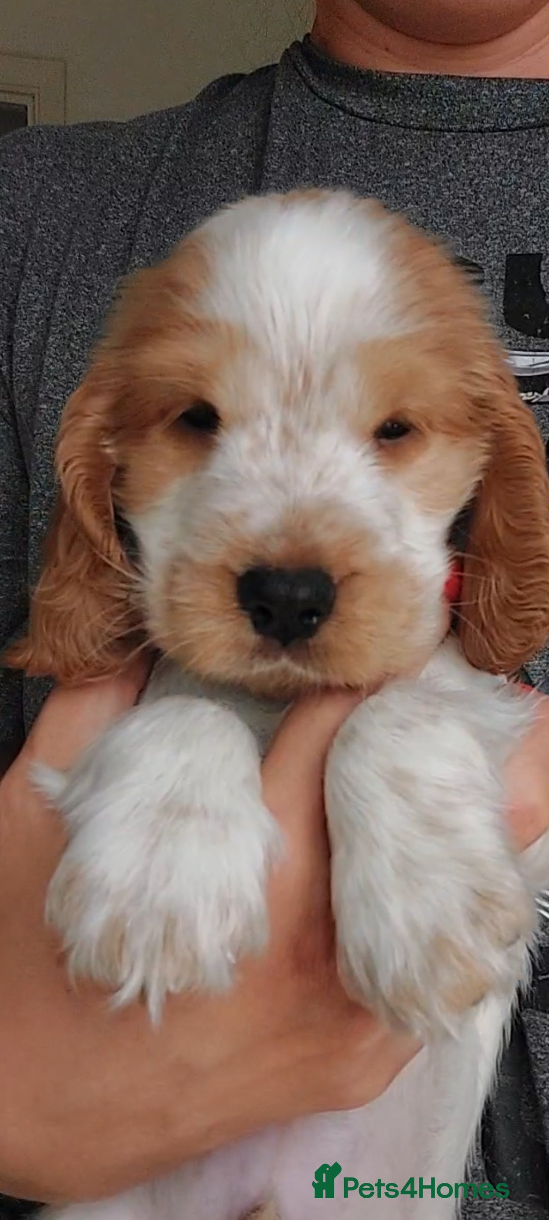 Cocker Spaniel dogs Show type Cocker Spaniel puppies  - Advert 1