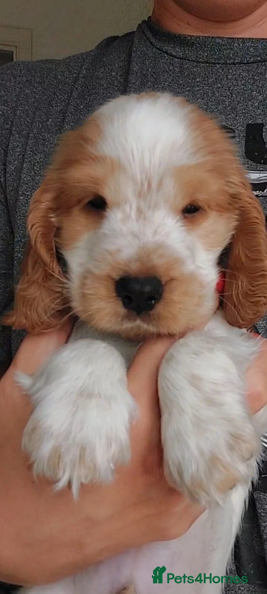 Cocker Spaniel dogs for sale: Show type Cocker Spaniel puppies  - Advert 1