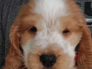 Cocker Spaniel dogs Show type Cocker Spaniel puppies - Advert 1