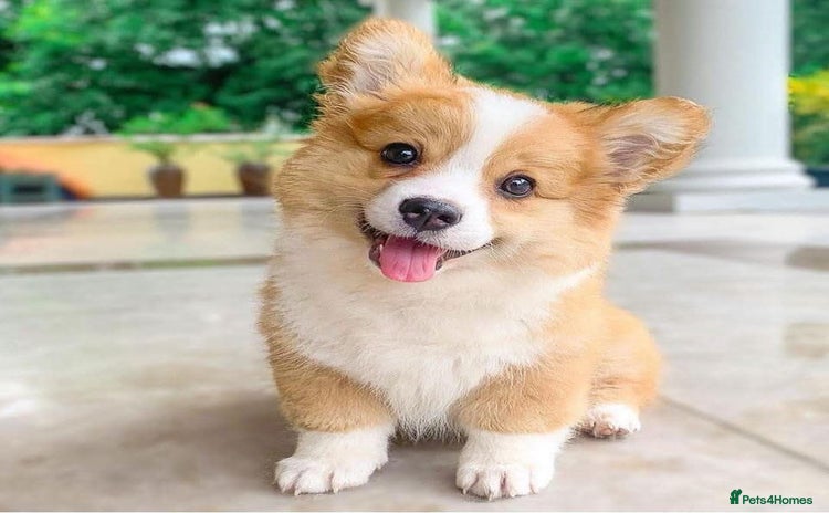 Welsh Corgi Pembroke dogs - Advert 15