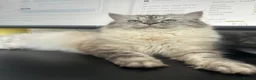 Ragdoll cats for sale: Gorgeous Ragdoll Lynx Point Female - Advert 4