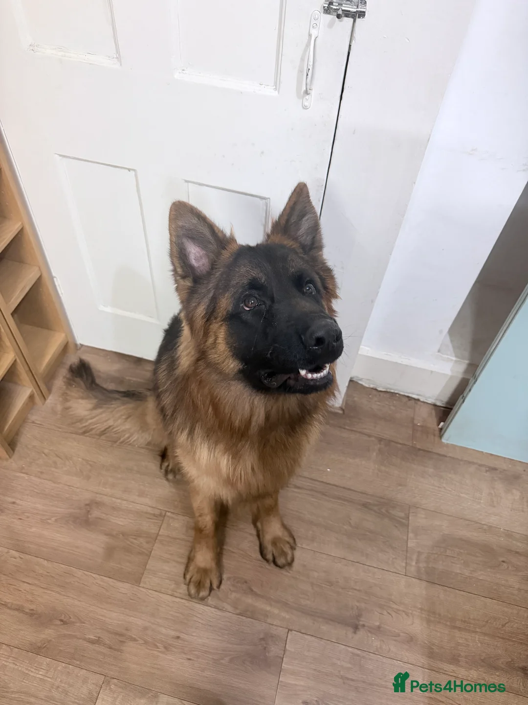 German Shepherd dogs for sale: German shepherd long Hair - Advert 2