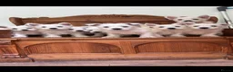West Highland Terrier dogs for sale: ROYAL KENNEL CLUB WEST HIGHLAND TERRIES - Advert 4