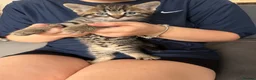 Mixed Breed cats for sale: 3 kittens available now - Advert 10