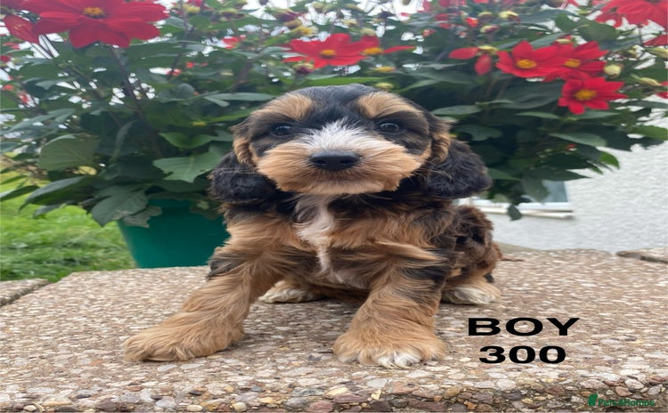 Cockapoo dogs - Advert 6