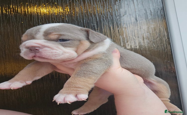English Bulldog dogs - Advert 2