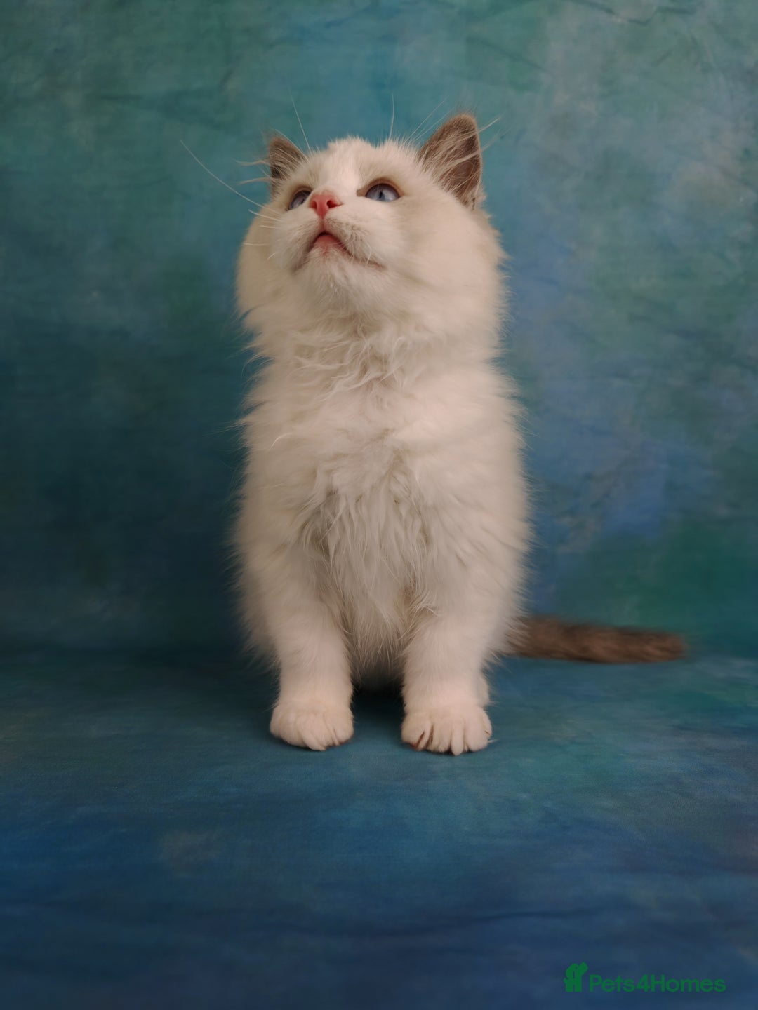 Ragdoll cats for sale: ❤️BEST KITTENS RAGDOLL❤️ CHAMPION REGIONAL WINNER  - Advert 31