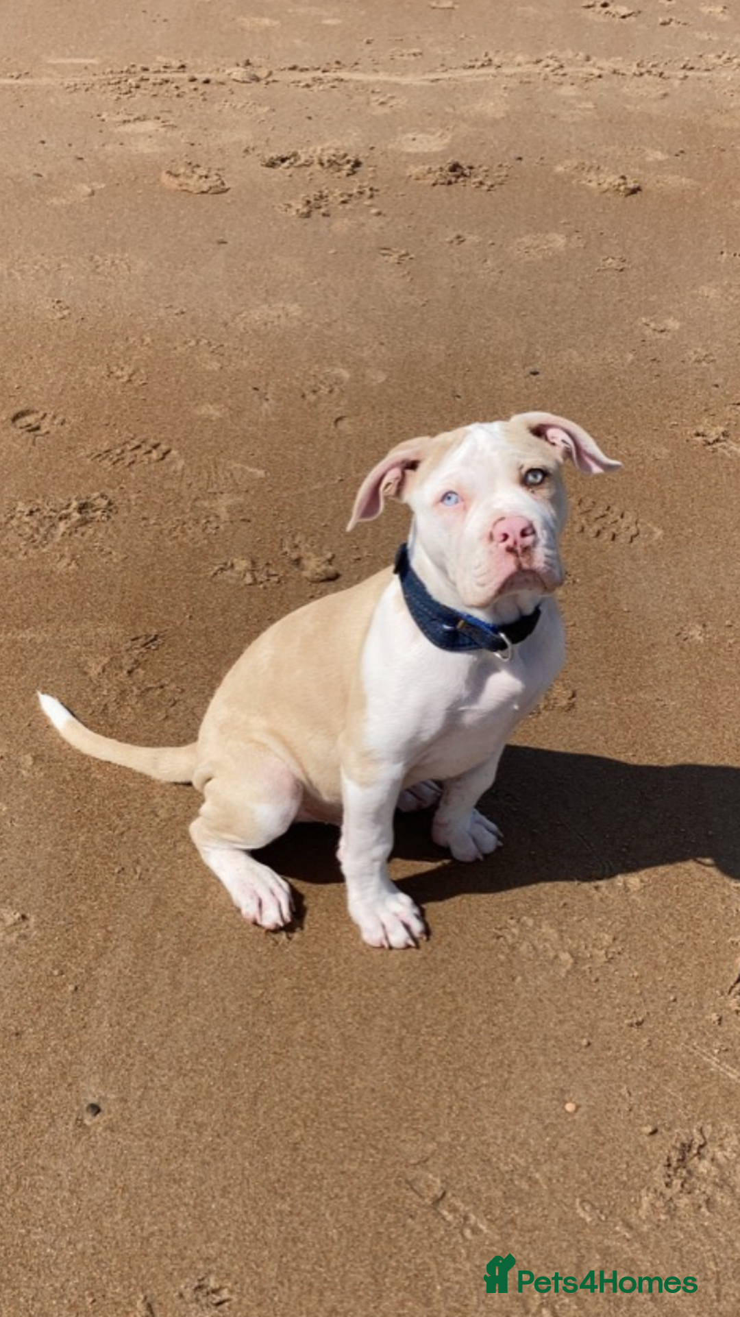 Alapaha Blue Blood Bulldog dogs for stud: Alapaha blue blood bulldog - Advert 8