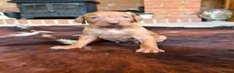 Hungarian Vizsla dogs for sale: Ready this weekend Beautiful litter.  - Advert 25