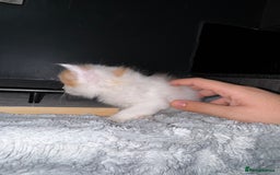 Mixed Breed cats for sale: 7 Mixed Kittens - Ginger, Tabby, Calico, White - Advert 23