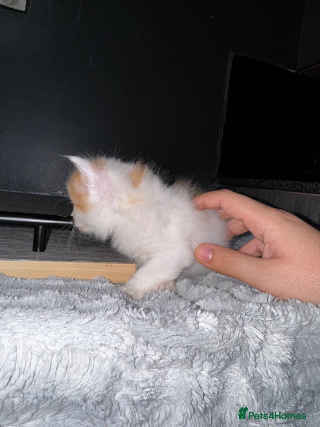 Mixed Breed cats for sale: 7 Mixed Kittens - Ginger, Tabby, Calico, White - Advert 23