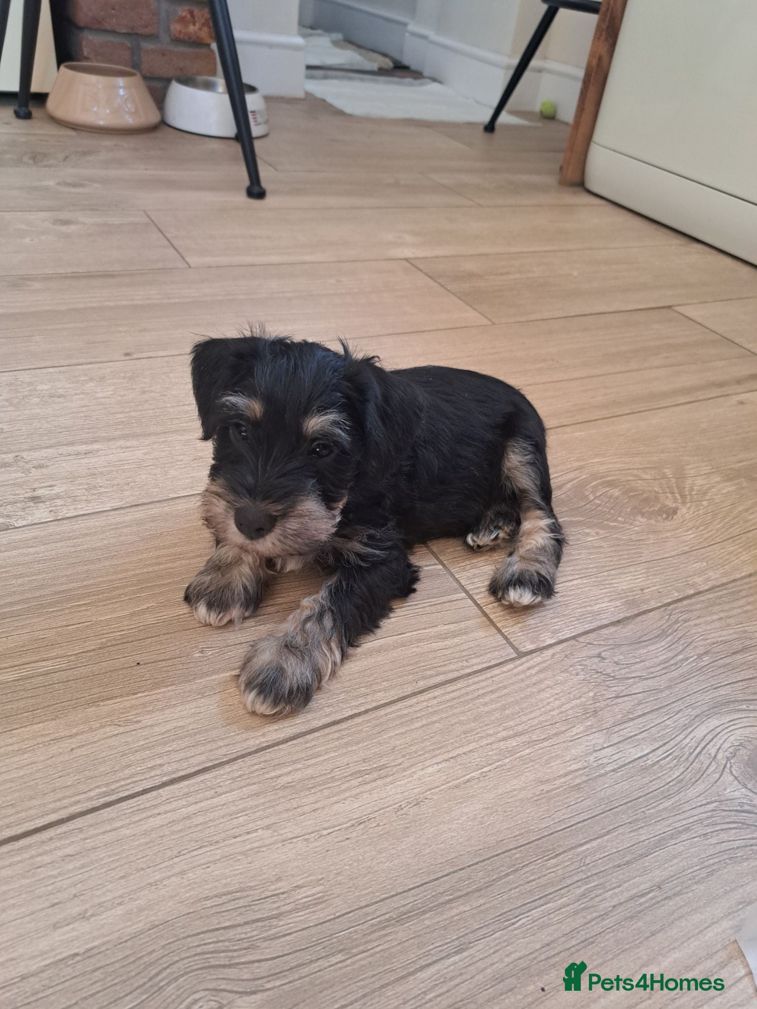 Miniature Schnauzer dogs BVA and MAC clear Beautiful Miniature schnauzers - Advert 8