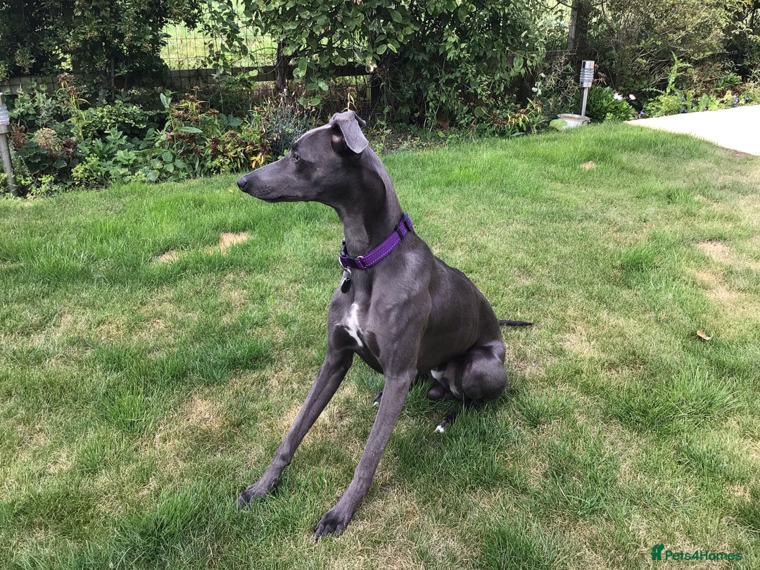 Whippet dogs for sale: Male Whippet puppy  - Image 4