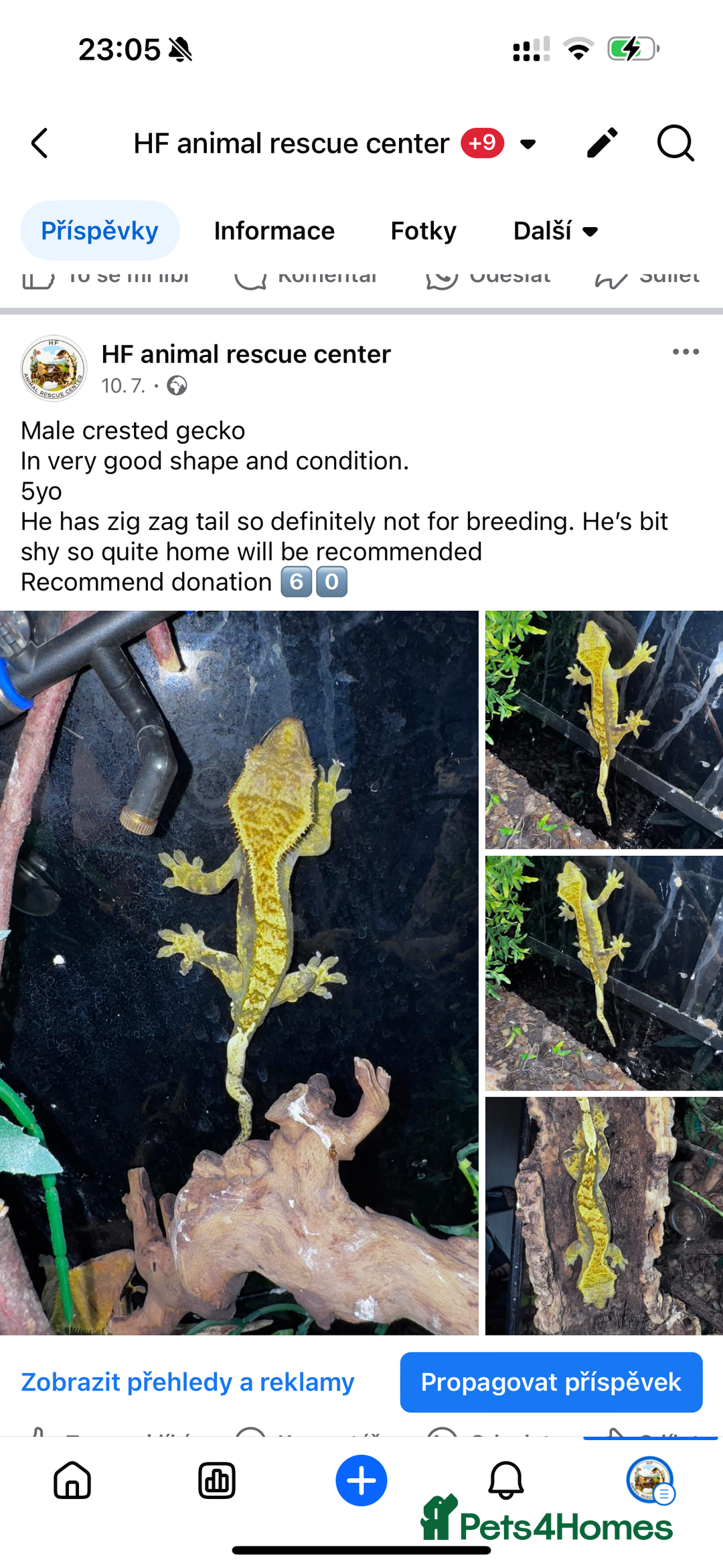 Leopard Gecko reptiles for sale: crested geckos - possible a full setup  - Image 3