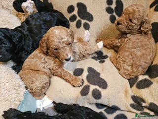 Cockapoo dogs Cockerpoo Puppies for sale - F1B - Advert 2