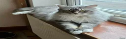 Maine Coon cats for sale: Gorgeous Maine Coon boy. - Advert 5