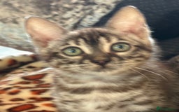 Bengal cats for sale: Snow and charcoal Bengals Registered - Image 2