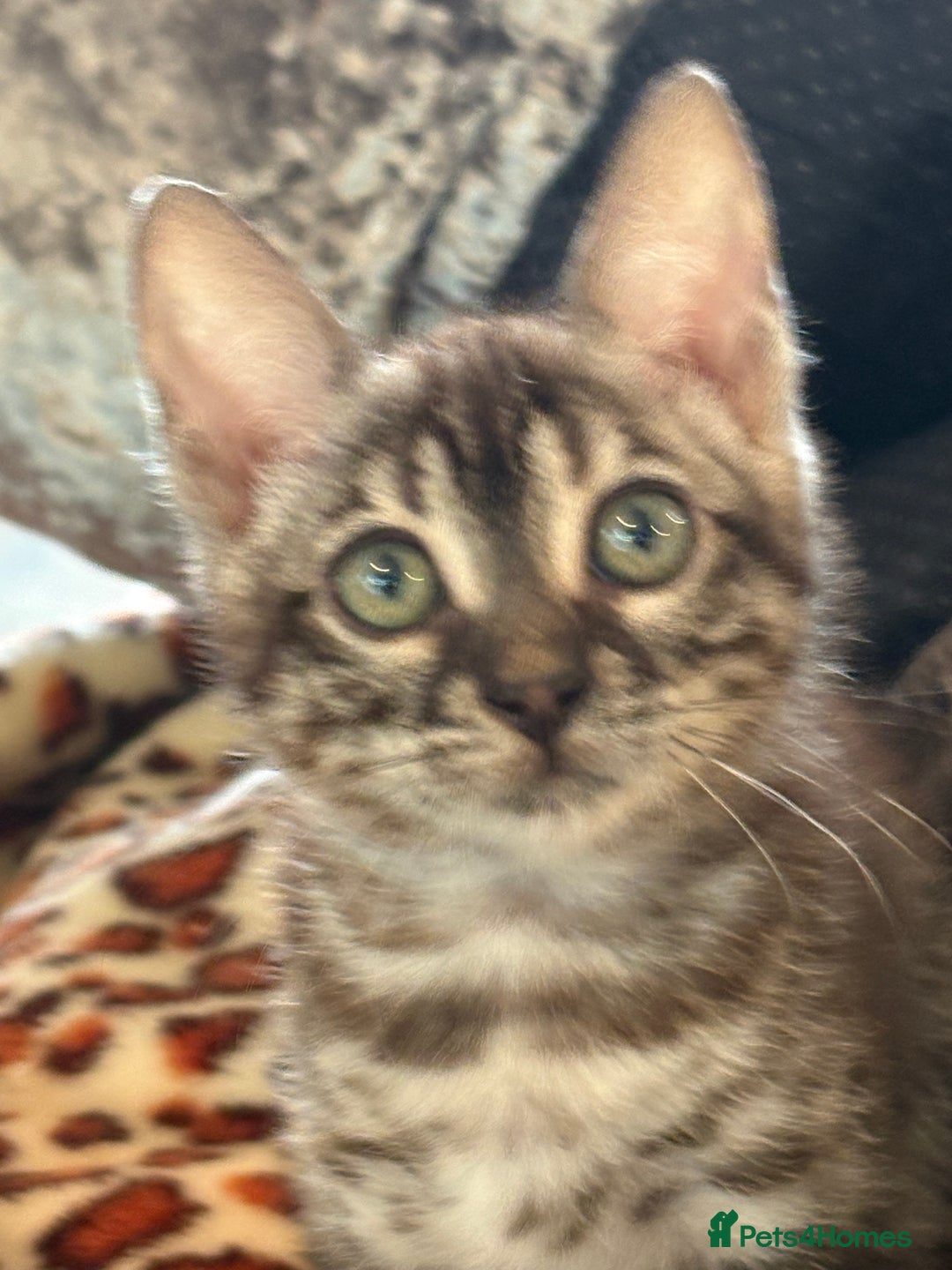 Bengal cats for sale: Snow and charcoal Bengals Registered - Image 2