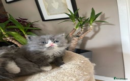 Persian cats for sale: Beautiful fluffy kittens very affectionate  - Image 4