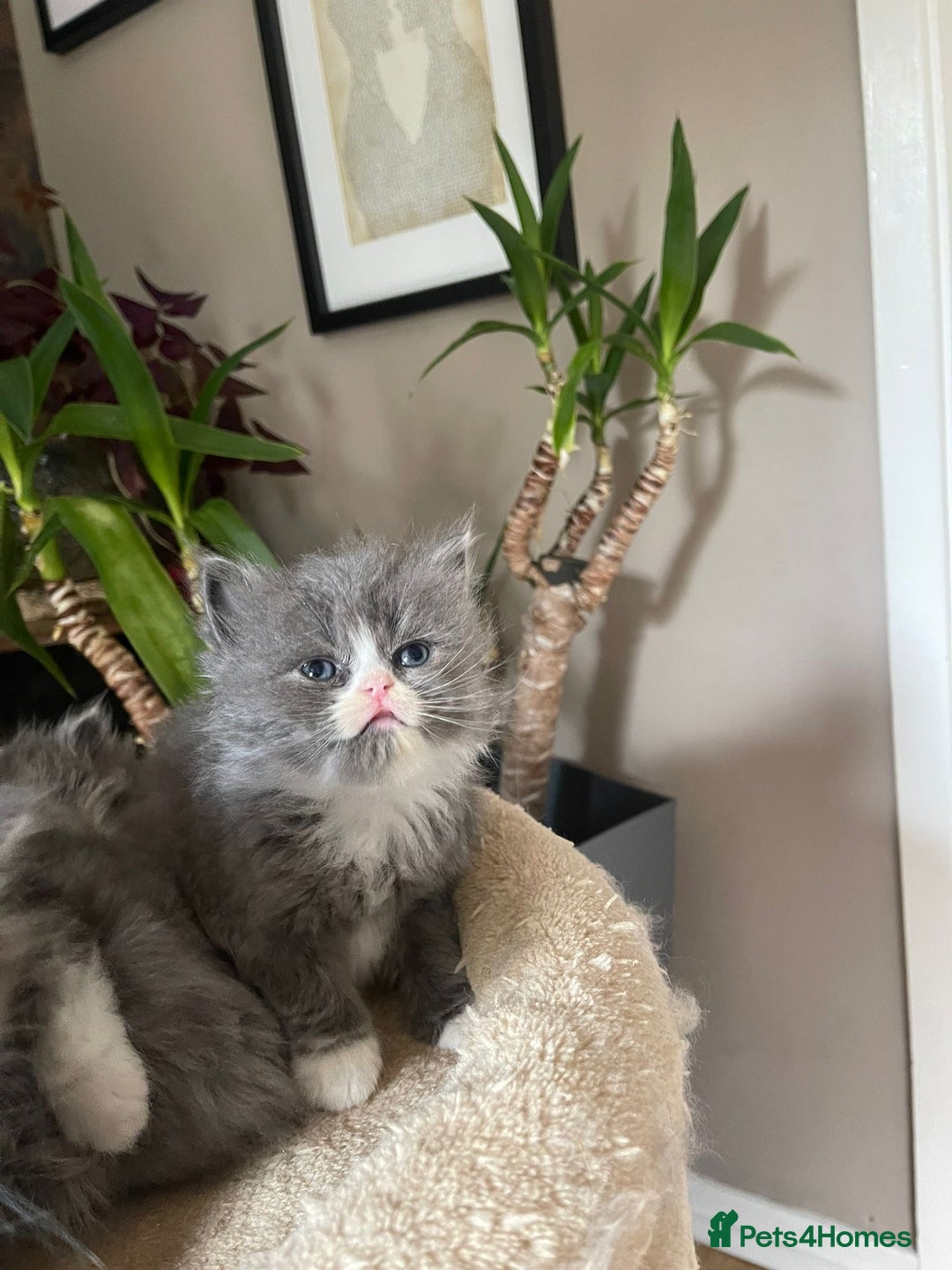 Persian cats for sale: Beautiful fluffy kittens very affectionate  - Image 4