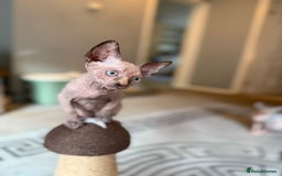 Sphynx cats for sale: Beautiful Sphynx Kittens Available  - Image 11