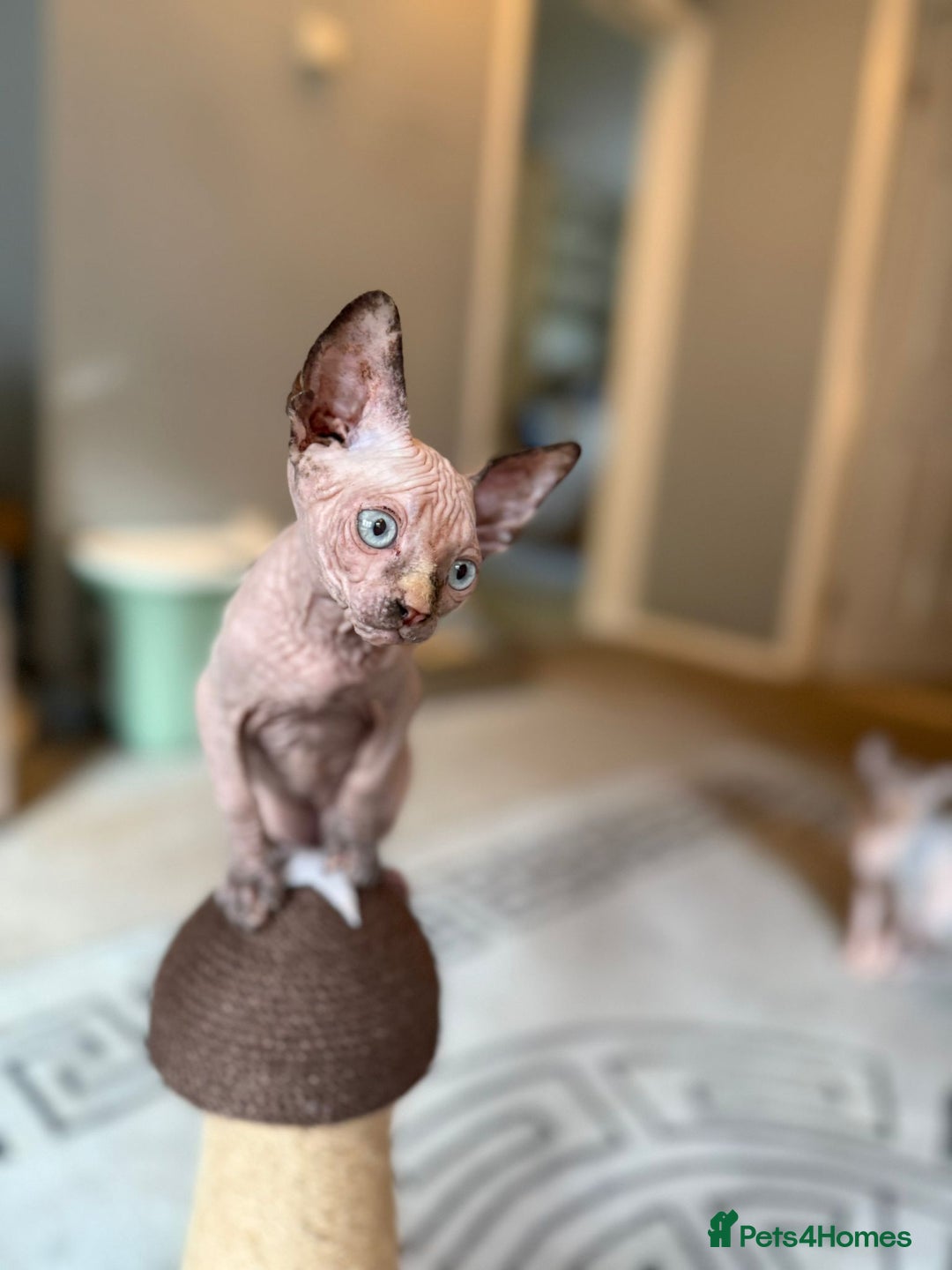 Sphynx cats for sale: Beautiful Sphynx Kittens Available  - Image 11