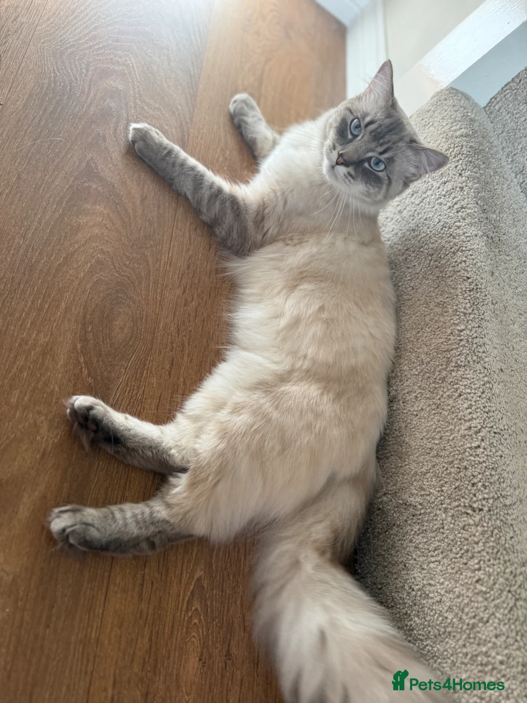 Ragdoll cats for sale: Lennard  in Lincoln - Advert 4