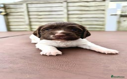 English Springer Spaniel dogs for sale: English springer spaniel puppies  - Image 15