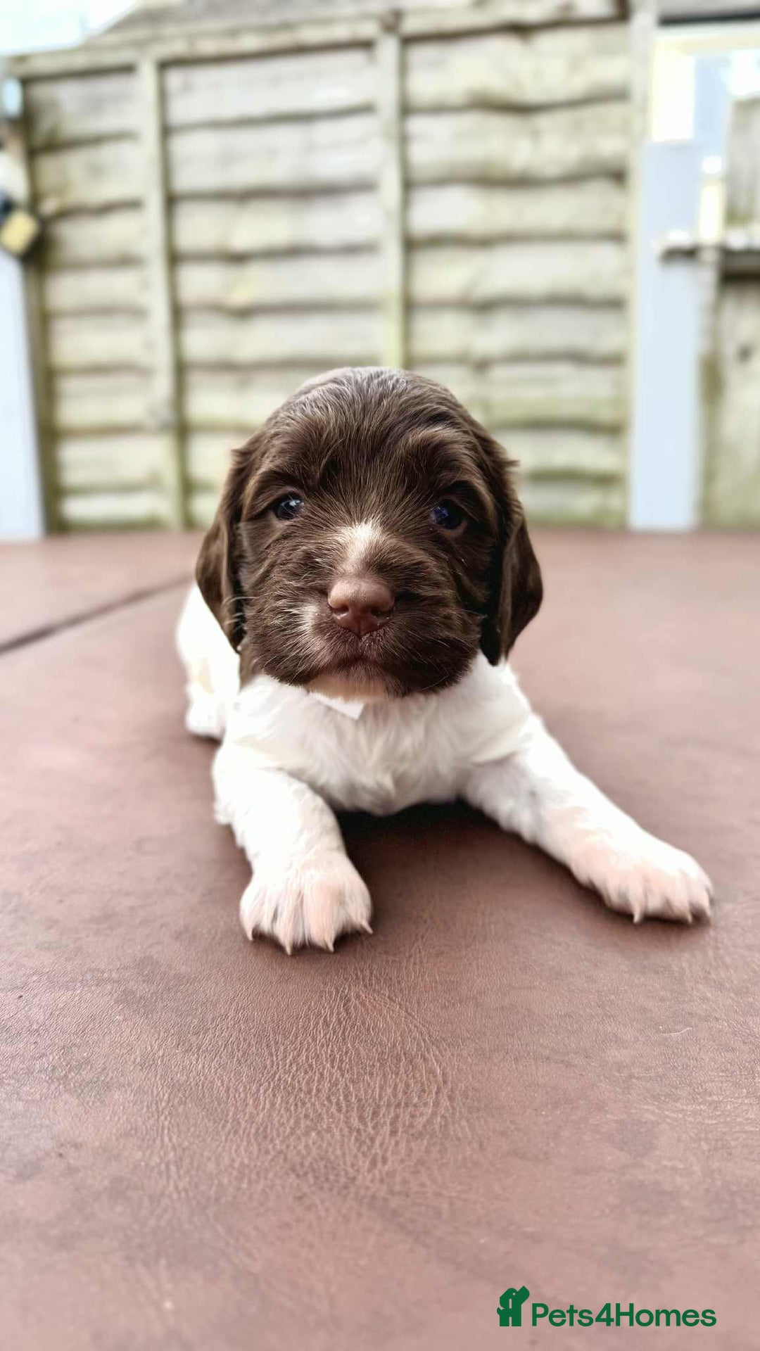 English Springer Spaniel dogs for sale: English springer spaniel puppies  - Image 15