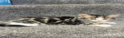 Domestic Shorthair cats for sale: 5 Adorable Little Kittens - Advert 11