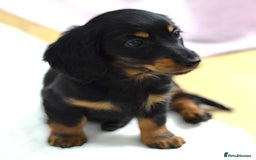 Miniature Dachshund dogs for sale: Gorgeous Longhair Miniature Dachshund Girls - Image 19
