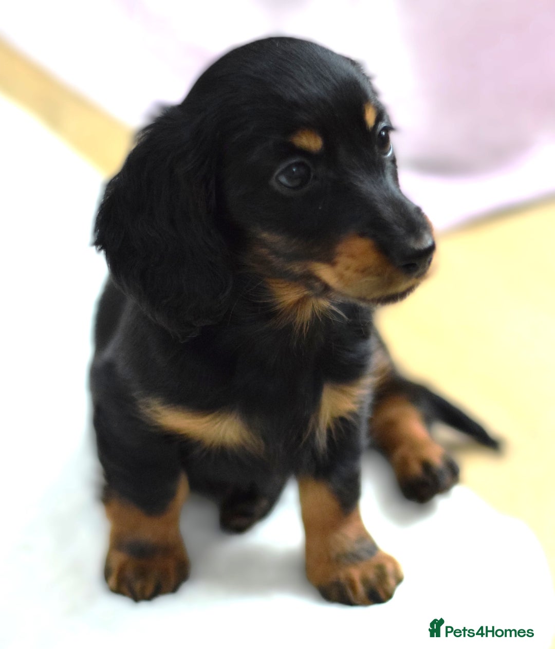 Miniature Dachshund dogs for sale: Gorgeous Longhair Miniature Dachshund Girls - Image 19