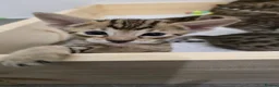 Savannah cats for sale: F8 savannah kittens- TICA registered  - Advert 4