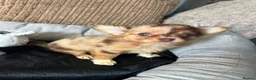 Chihuahua dogs for sale: Chihuahua puppies Russian ancesry with apple head  - Advert 19