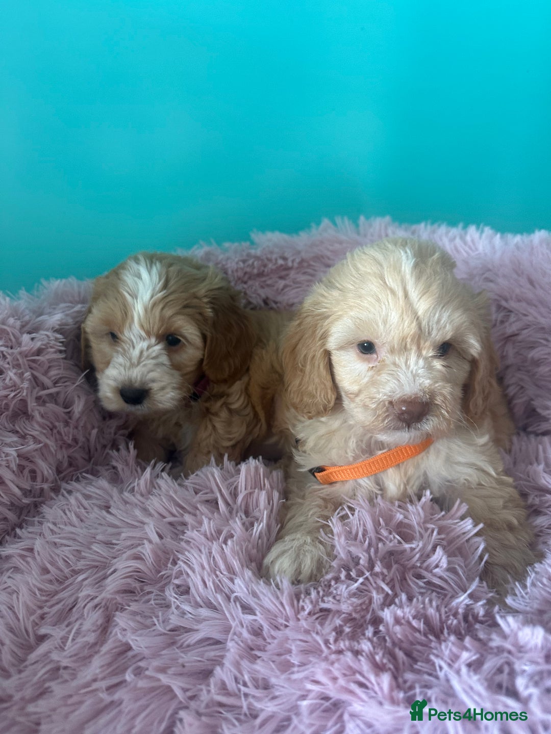 Cockapoo dogs for sale: Miniature cockapoo puppies - Image 11