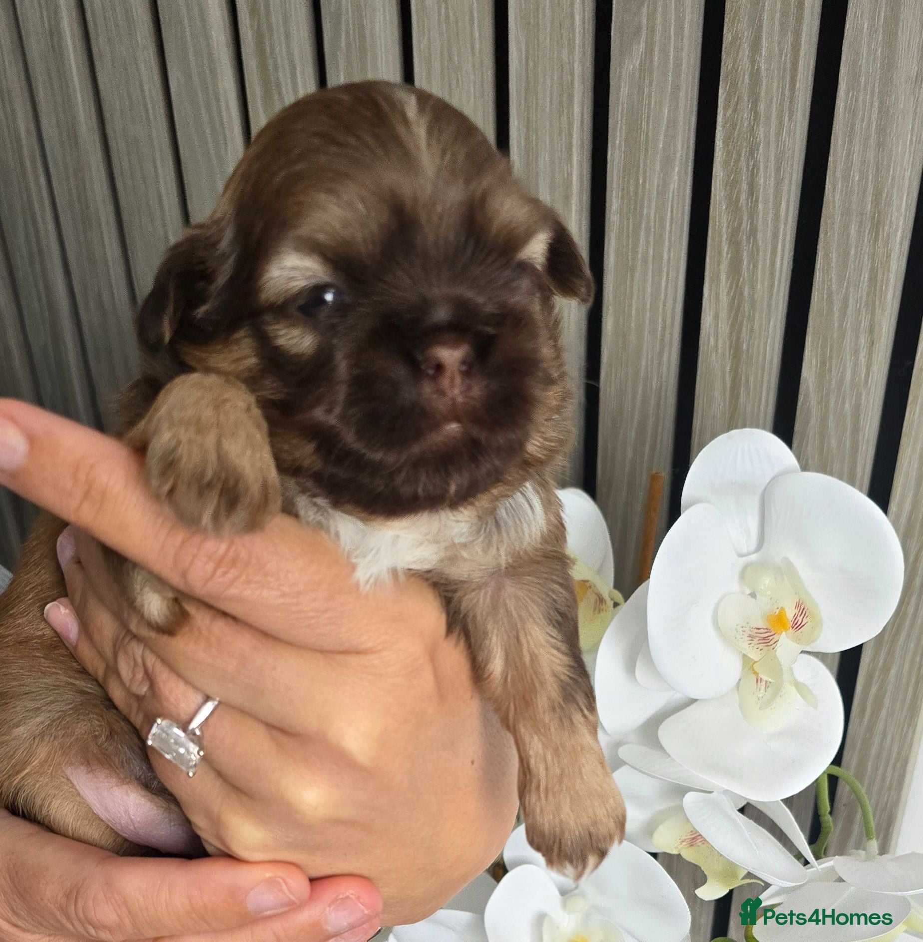 Shih Tzu dogs Stunning Imperial Shihtzu Puppies  - Advert 16