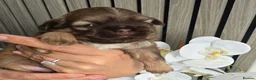 Shih Tzu dogs for sale: Stunning Imperial Shihtzu Puppies  - Advert 7