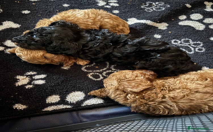 Cavapoo dogs - Advert 1