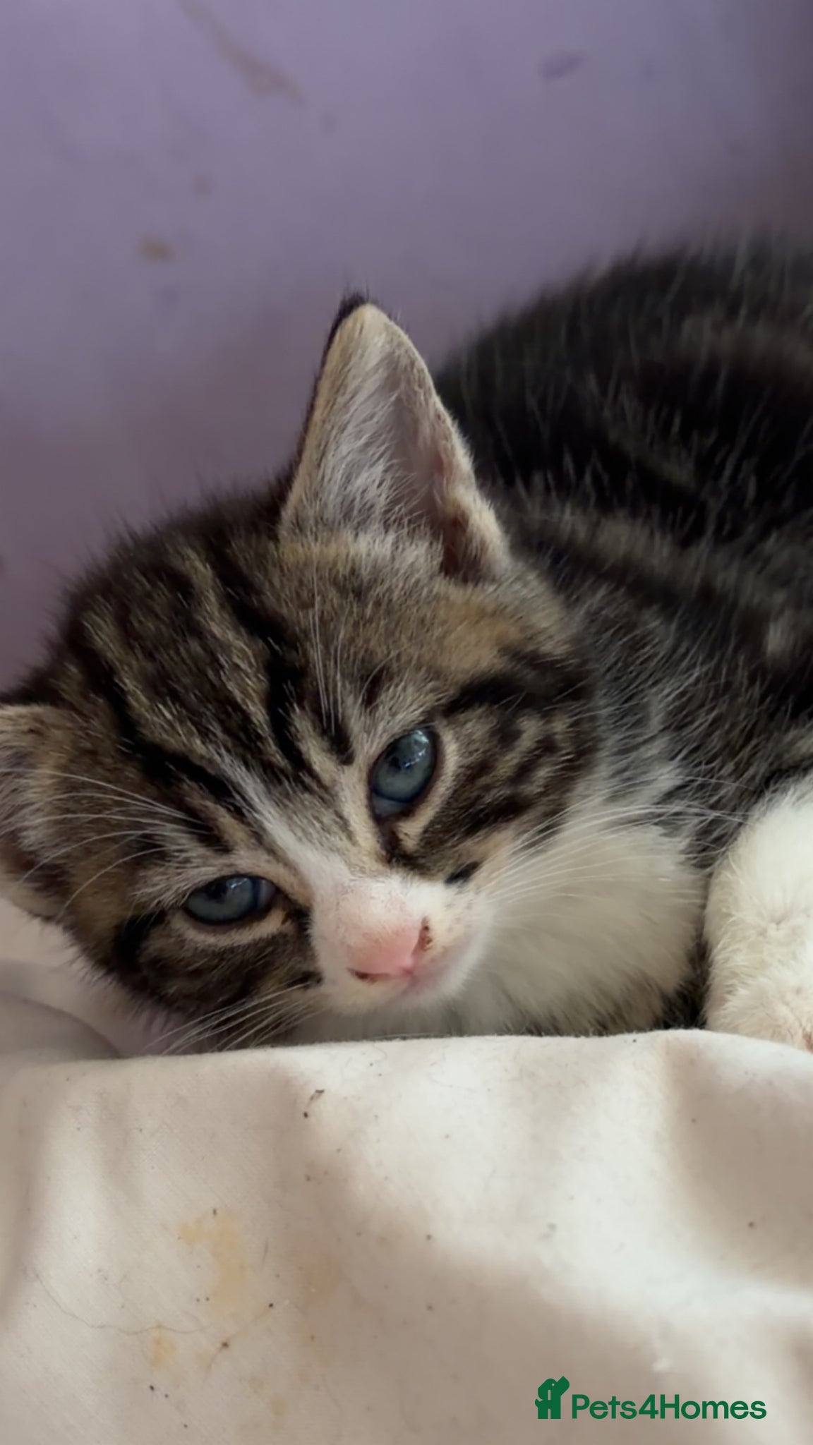 Mixed Breed cats for sale: 5 friendly playful mixed tabby kittens - Advert 24