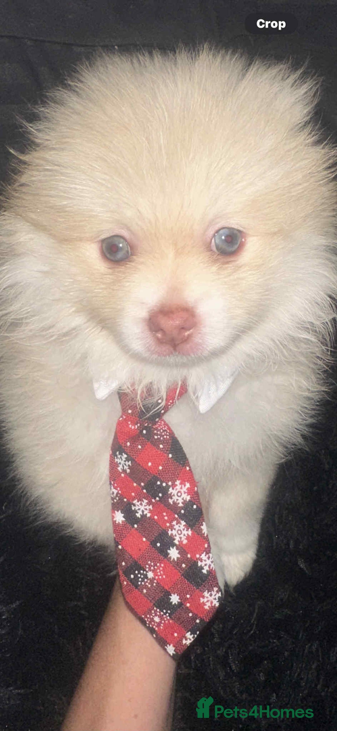 Pomeranian dogs for sale: Blue eyed Pomeranian boy ready now  - Advert 5
