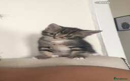 Domestic Shorthair cats for sale: 5 beautiful kittens in Wigan - Image 2