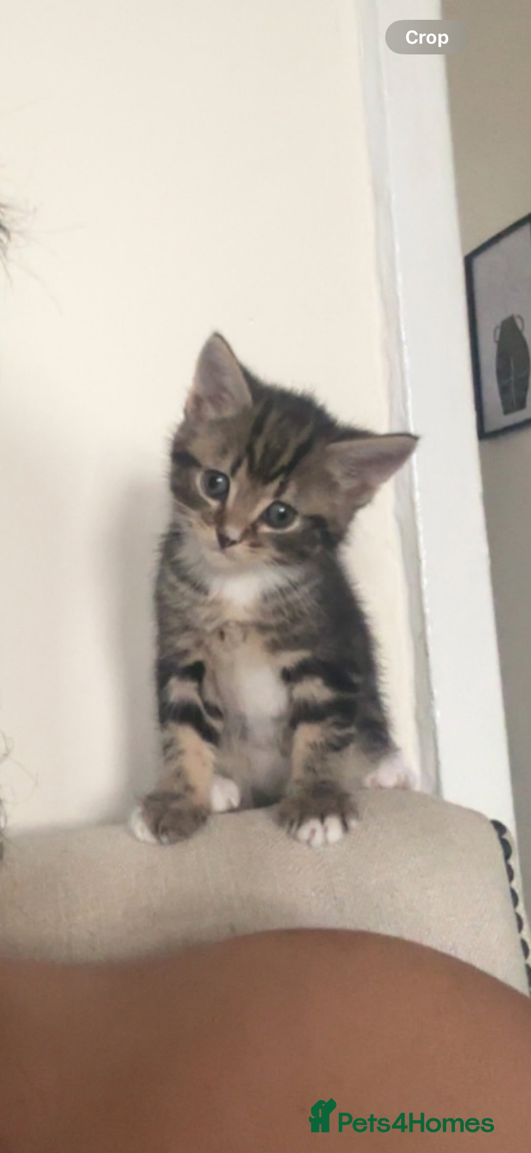 Domestic Shorthair cats for sale: 5 beautiful kittens in Wigan - Image 2