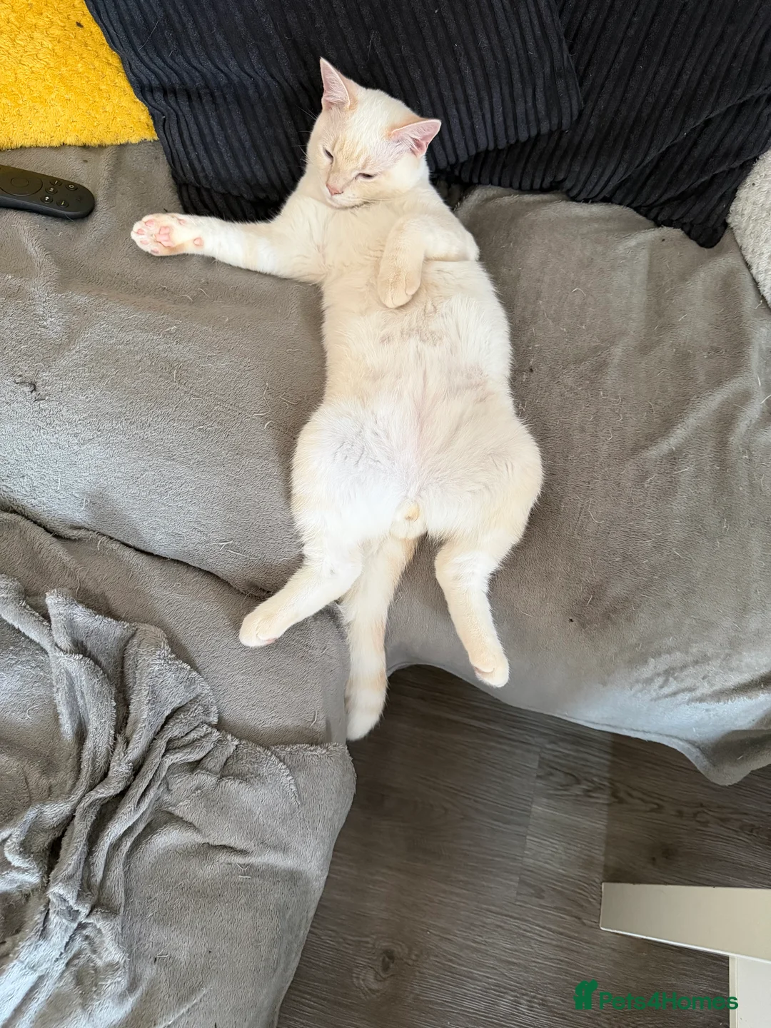 Mixed Breed cats for sale: Twin boys need to go together  - Advert 2
