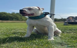 American Bulldog dogs for sale: Male bulldog - Image 8