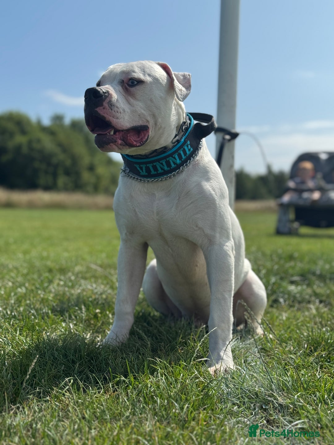 American Bulldog dogs for sale: Male bulldog - Image 8