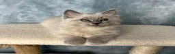 Ragdoll cats for sale: 🩶 READY NOW Blue Mink Cherubim BOY 🩶 - Advert 4