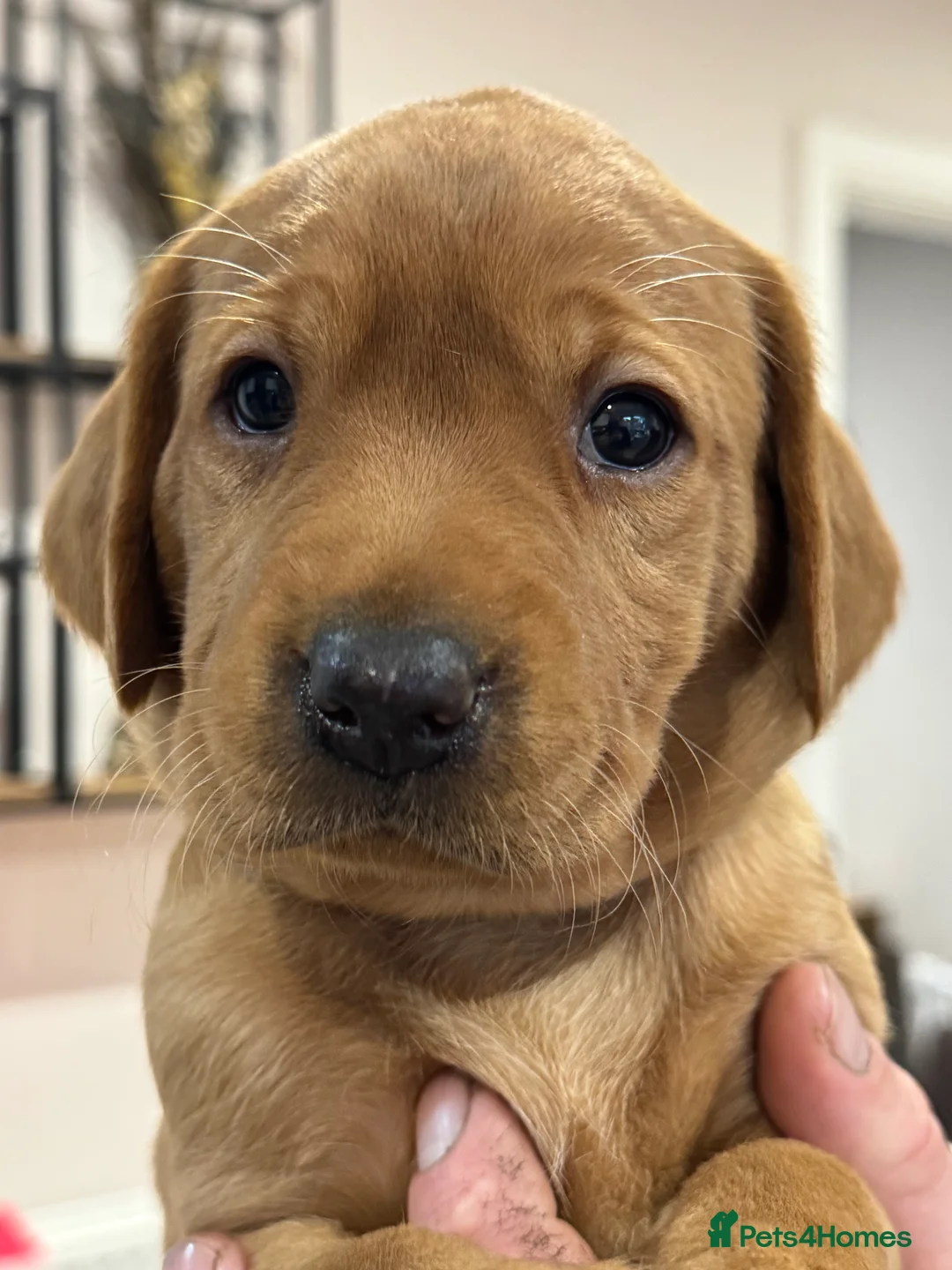 Labrador Retriever dogs for sale: KC, Fully Health Tested, Fox Red Labradors  - Advert 10