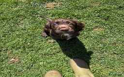 Cocker Spaniel dogs for sale: 🏆 KC Reg Working Cocker Spaniels – FTCH Line 🐾 - Image 22