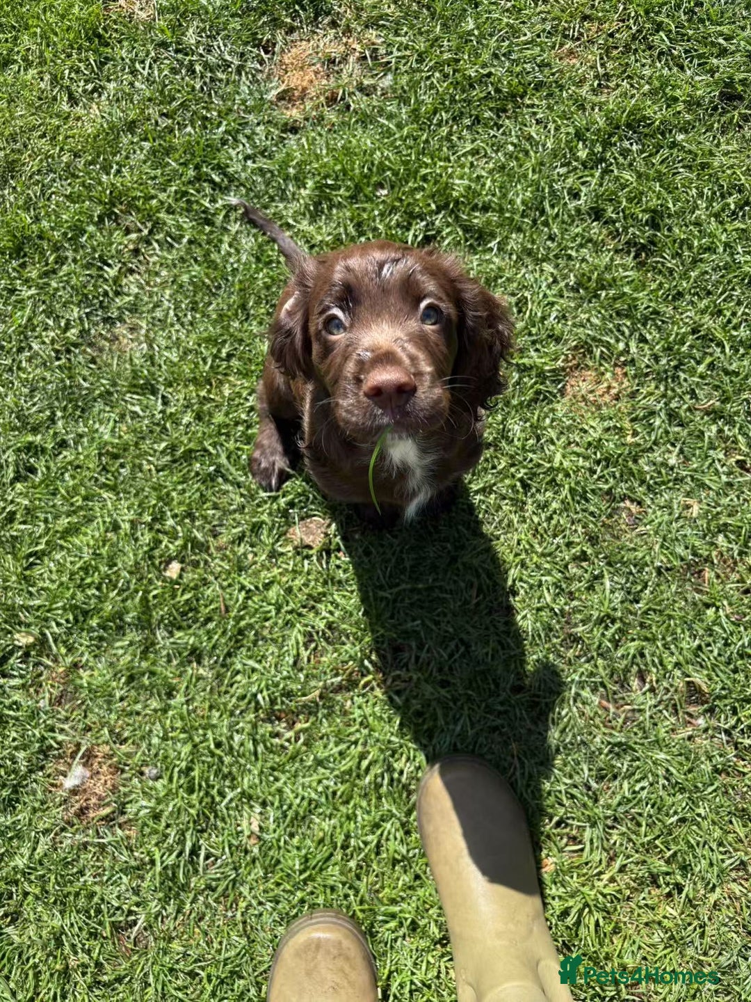 Cocker Spaniel dogs for sale: 🏆 KC Reg Working Cocker Spaniels – FTCH Line 🐾 - Image 22