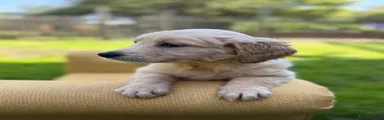 GOLDEN X RETRIEVER X SARLOOS  WOLF